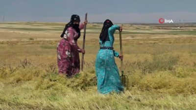 dekolte -  Siverek’te mercimek hasadına başlandı Videosu