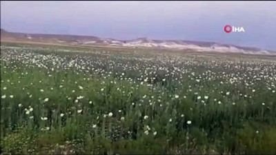 hashas -  Ankara’da ekiminin izinsiz yapıldığı tespit edilen 148 bin 200 kök haşhaş bitkisi imha edildi Videosu