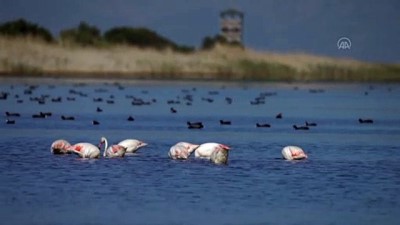 İZMİR - Gediz Deltası'nda baharla hareketlenen kuşların dünyası kayıt altına alınıyor