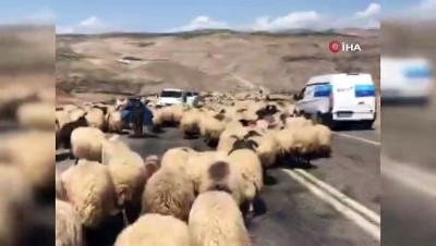 ilginc goruntu -  Koyun sürüsü karayolunu kapattı Videosu