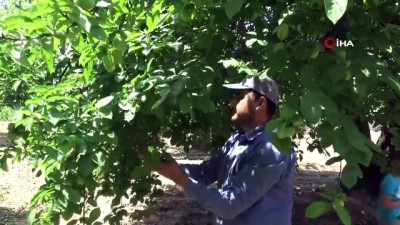 gevrek -  Bursa’nın meşhur papaz eriği çiftçinin yüzünü güldürüyor Videosu