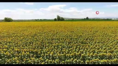 gunebakan -  Çukurova'da 'sarı gelin' görsel şölen sunuyor Videosu
