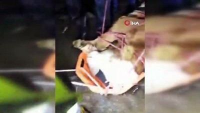 dogal afet -  Dereye düşen büyükbaş hayvan 8 saatlik operasyonla kurtarıldı Videosu