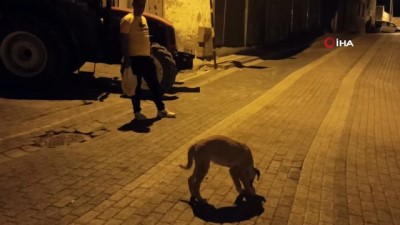sokak kopegi -  Ekmeğini yoldan geçen köpekle paylaştı, 'insanlık ölmemiş' dedirtti Videosu