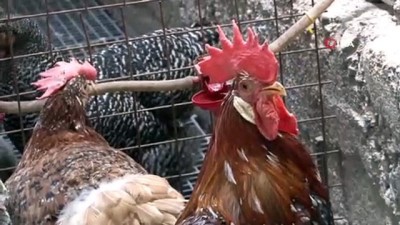 yumurta -  Onu tavuk koleksiyonu tutkusundan hiçbir şey vazgeçiremedi Videosu