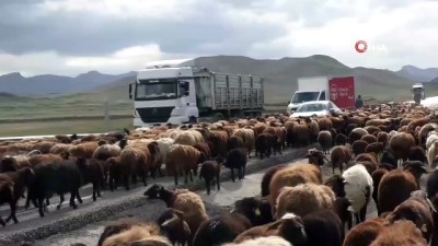 kis mevsimi -  Tarım arazilerine zarar vermemek için binlerce koyunu asfalt yoldan geçiriyorlar Videosu