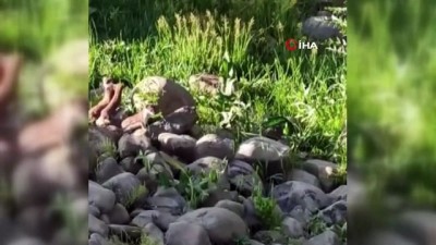 cevik bir -  Yüksekova'da sürü halinde gelincikler görüntülendi Videosu