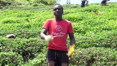 cayli -  Afrikalı çay işçileri molalarını futbol oynayarak değerlendiriyor Videosu