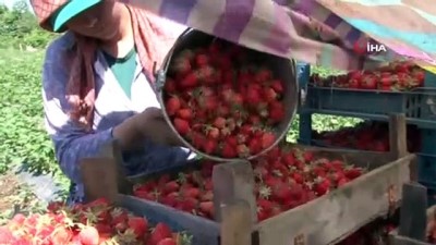 mevsimlik isci -  Kendine özgü aroması ve rengiyle ünlü Buldan çileğinde hasat başladı Videosu
