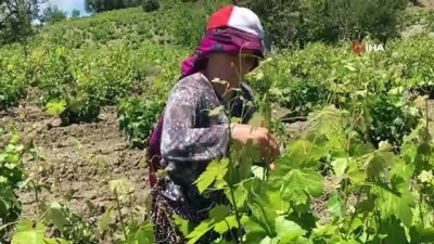 yaprak sarma -  Tokat’ta asma bağ yaprağı hasadı başladı Videosu