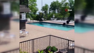 davetsiz misafir -  - ABD'de sevimli ayılar havuz partisini bastı Videosu