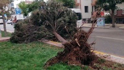 siddetli ruzgar -  Aksaray’da şiddetli rüzgar ağacı kökünden söktü Videosu