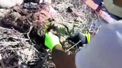 leylek yuvasi -  Plastik ipler, yavru leylekleri tehdit ediyor Videosu