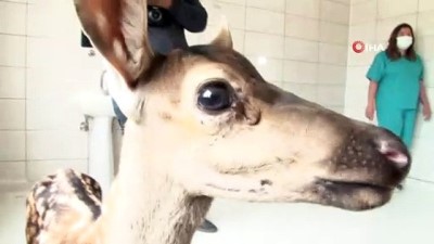 geyik yavrusu -  Yavru geyiğin kamera sevgisi Videosu