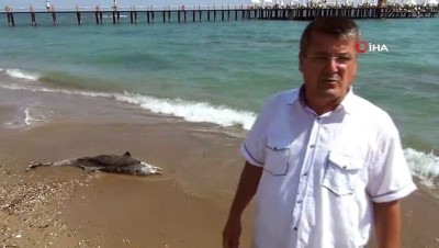 yunus baligi -  Açıkta bulunan ölü yunus balığı sahile çıkartıldı Videosu