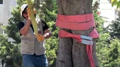 baros -  - Esenyurt Belediyesi ilçeye yüz yıllık zeytin ağaçları dikti Videosu