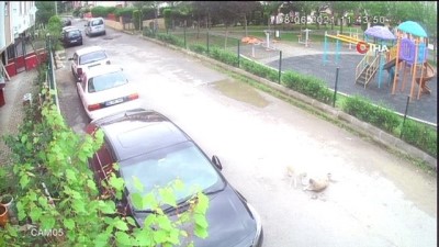 sokak hayvanlari -  Harçlıklarıyla besledikleri köpeğe elleriyle mezar yaptılar Videosu