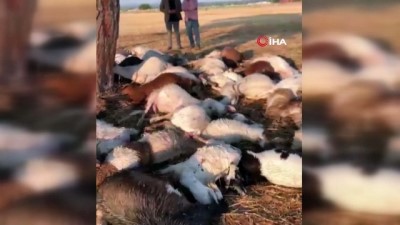 saganak yagis -  İzmir’de yıldırım düştü, 55 küçükbaş hayvan telef oldu Videosu