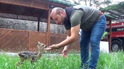  Köyde bulunan yavru karaca koruma altına alındı