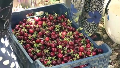 ihracat rekoru - MANİSA - Erkenci kirazda ihracat sezonu hareketli başladı Videosu