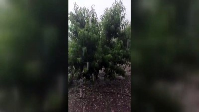 20 dakika - Mersin'de etkili olan dolu sebze ve meyve bahçelerine zarar verdi Videosu