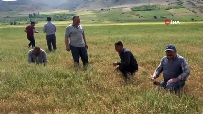 kirac -  Niğde’de buğday ve arpa üreticisini kuraklık vurdu Videosu