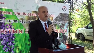 bazlamac -  Türkiye'de tek özel izinle ekilen il olan Samsun'da üreticilere salep yumrusu dağıtıldı Videosu