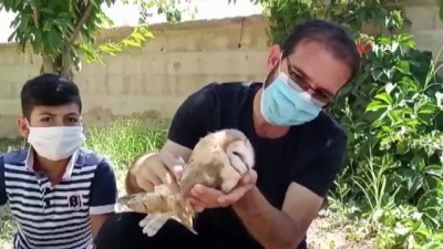 bulduk -  Yaralı bulunan peçeli baykuşa öğretmenler sahip çıktı Videosu