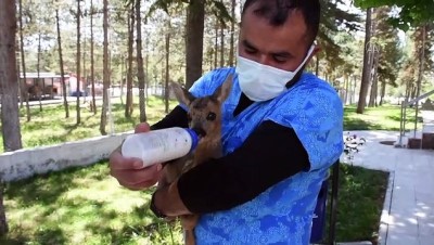ÇORUM - Ormanda bulunan 2 aylık karaca yavrusu koruma altına alındı