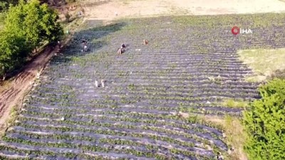 cilek hasadi -  Dağ ilçelerinde imeceyle çilek hasadı başladı Videosu
