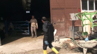 bas agrisi -  Erzincan'da hayvanlar kenelere karşı ilaçlanıyor Videosu