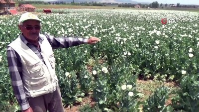  Haşhaş tarlaları beyaza büründü