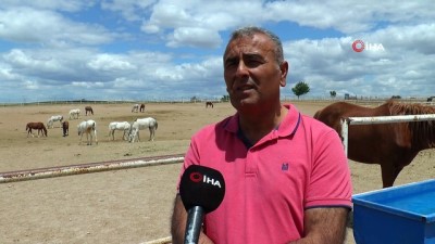 at yarisi -  Türkiye’nin en 'baba' atları Mahmudiye’den çıkıyor Videosu