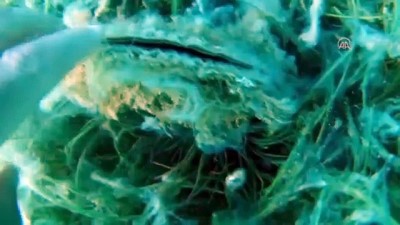 deniz yildizi - YALOVA - Müsilajın deniz tabanına verdiği tahribat dalgıçların kamerasına yansıdı Videosu