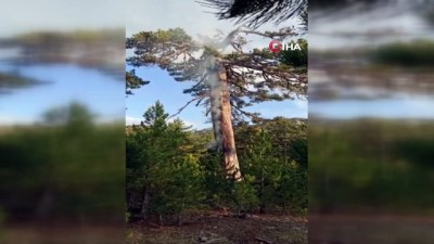 yildirim dusmesi -  Yıldırım düşen asırlık çam ağacı 3 gündür yanıyor Videosu