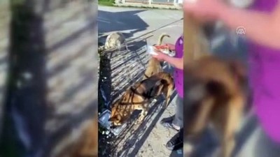 sokak hayvanlari - KASTAMONU - HAYTAP gönüllüleri kısıtlamada sokak hayvanlarını unutmadı Videosu
