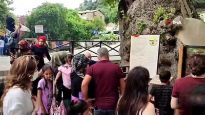 cinar agaci -  3 bin yıllık 'Musa Ağacı'na ziyaretçi akını Videosu