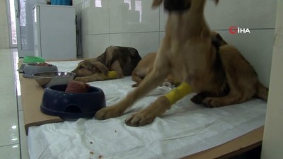 rehabilitasyon merkezi -  Avcılar’da zehirlenen yavru köpekler belediye ekiplerince kurtarıldı Videosu