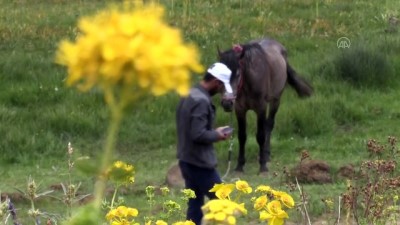 BİNGÖL - Terörden temizlenen Şerafettin Yaylası'nda at yarışları yapıldı