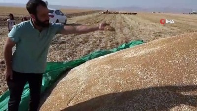 misir -  Buğdaydan istediği verimi alamayan çiftçi, gözlerini samandan gelecek gelire çevirdi Videosu