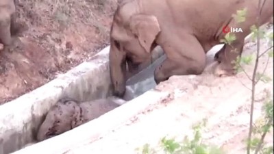 devlet korumasi -  - Çin'de su kanalına düşen yavru fili başka bir fil kurtardı Videosu