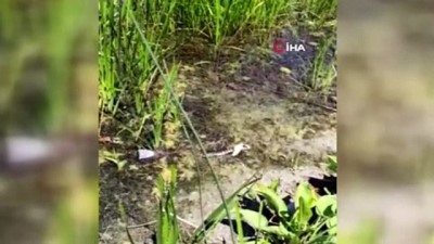 belgesel film -  Göl kıyısında yılanların “balık” kapma kavgası Videosu