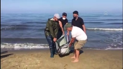 rehabilitasyon merkezi - İZMİR - Karaya vuran çizgili yunus öldü Videosu