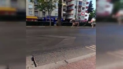 ilginc goruntu -  Kısıtlamalı pazar gününde caddeler atlara kaldı Videosu