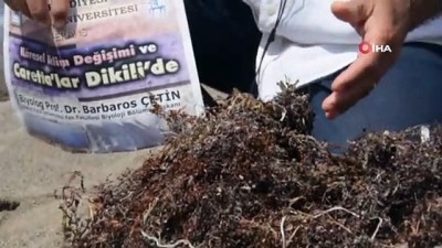 caretta caretta -  Marmara'da deniz salyası, İzmir'de Sargassum tehdidi Videosu