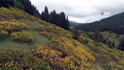 cezbe -  Orman gülleri yaylaların güzelliğini arttırdı Videosu