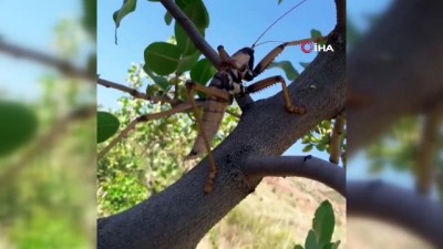 uzunlu -  Siirt’te etçil çekirge görüldü Videosu
