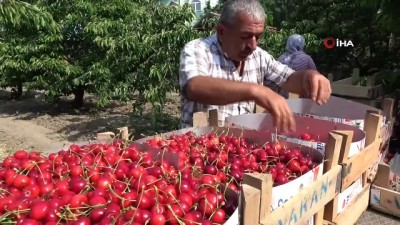  Tokat'ta ihracatık kirazda rekolte kaybı