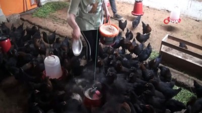 tavuk ciftligi -  Üniversite eğitimini yarıda bırakıp organik yumurta üretimine başladı Videosu