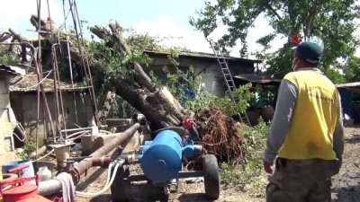 gine -  Yarım asırlık dut ağacı fırtınada evin üzerine devrildi Videosu